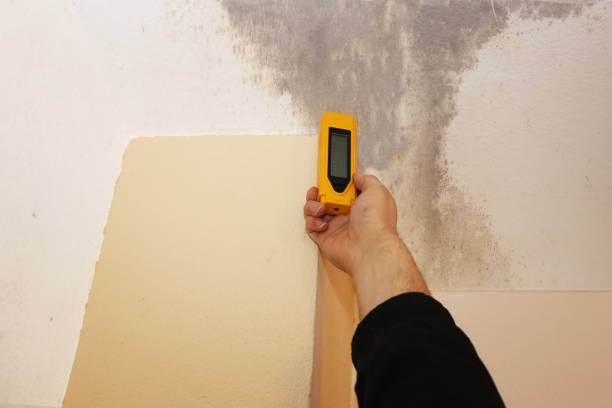 Best Mold Damage Restoration  in Comstock Park, MI