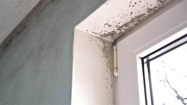 Best Commercial Mold Inspection  in Comstock Park, MI