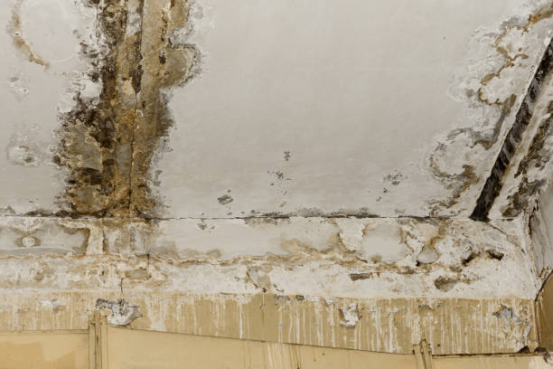 Best Industrial Mold Remediation  in Comstock Park, MI