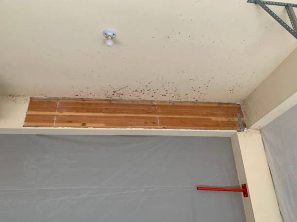 Best Mold Documentation for Insurance Claims  in Comstock Park, MI